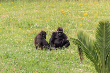 a family of gorillas resting in their enclosure