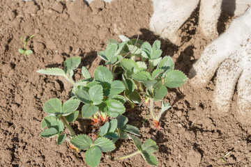 An elderly man transplants strawberries in the garden in the spring