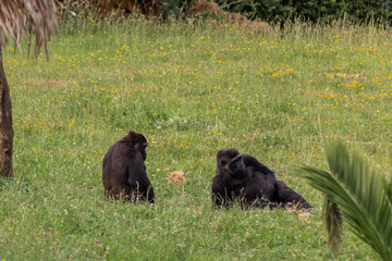 a family of gorillas resting in their enclosure