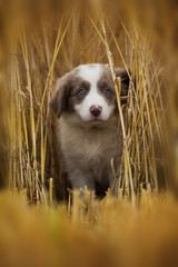 Naklejka na ściany i meble Border collie puppy in a stubblefield