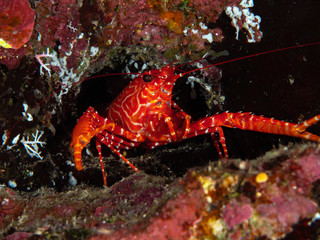 Unterwasserwelt von Christmas Island