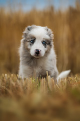 Border collie puppy in a stubblefield