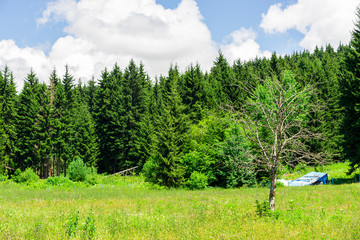 Fototapeta na wymiar Black Sea turkey and green pine trees forest landscape with blue cloudy sky