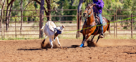 Calf Roping At An Australian Country Rodeo