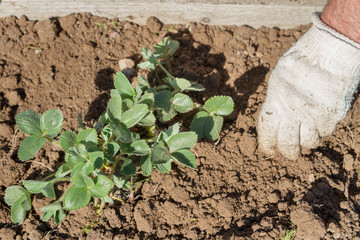 An elderly man transplants strawberries in the garden in the spring