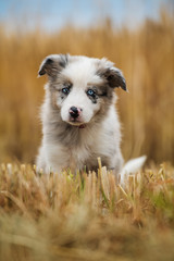 Border collie puppy in a stubblefield