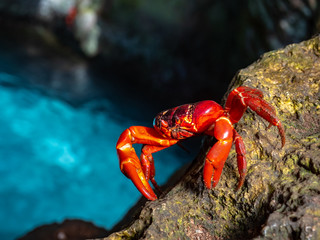 Crabs of Chrstmas Island