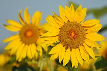 Fototapeta premium Sunflower blooms in the summer field. Sunflower is oilseeds. Photos inflorescences of sunflower close-up.