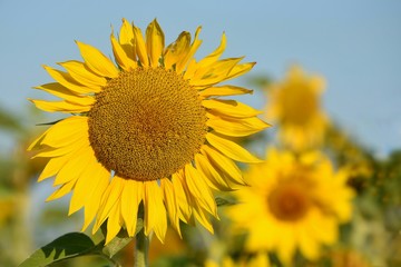 Naklejka premium Sunflower is blooming on the field. Sunflower is an oilseed culture. A large photo of the inflorescence of a sunflower.