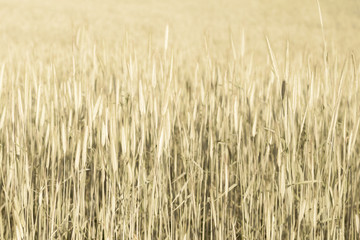 Abstract wheat field texture. meadow nature background