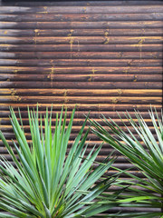 Wood texture Wood surface background for design and decoration.And green tree Yucca.
