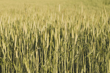 Abstract wheat field texture. meadow nature background