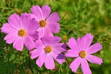The background of pink cosmos flowers.