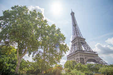 Fototapeta na wymiar Eiffel Tower next to tree in the Sun wide angle