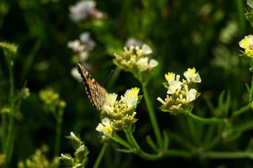 Painted Lady butterfly (Vanessa Cardui), wings opened, feeding pollen, collects nekrar from white...