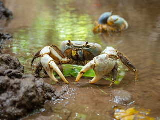 Crabs of Christmas Island