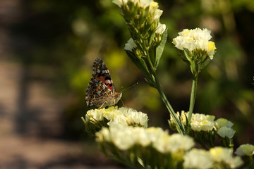 Painted Lady butterfly (Vanessa Cardui), wings opened, feeding pollen, collects nekrar from white...