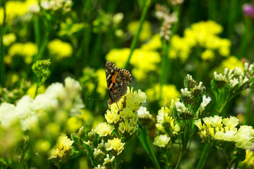 Painted Lady butterfly (Vanessa Cardui), wings opened, feeding pollen, collects nekrar from white flowers (Limonium). Butterfly with spread wings, top view, summertime background
