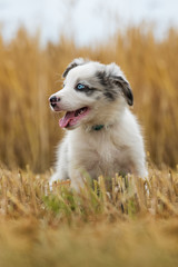 Obraz na płótnie Canvas Border collie puppy in a stubblefield