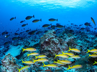 Korallen und Fische aus Christmas Island