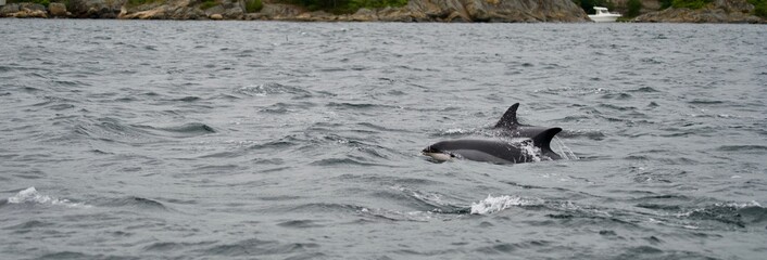 Dolphin - South Norway 