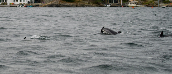 Naklejka premium Dolphin - South Norway 