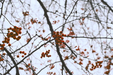 red berry tree