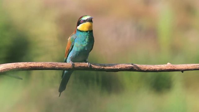 wild bird screaming jumping on a branch