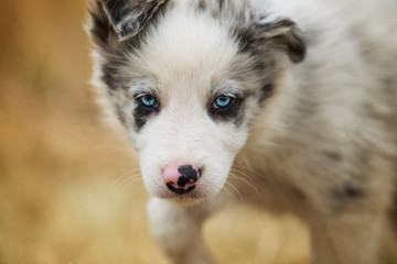 Border collie puppy in a stubblefield