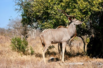 Portrait of Male Kudus eating leaves from a tree in Kruger National park, South Africa 