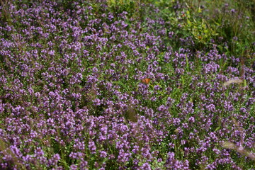 purple flowers in the garden