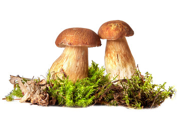Boletus. Mushrooms and moss. Boletus on a white background.