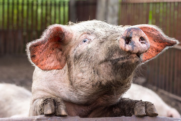 pink pig in the mud