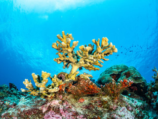 Korallen und Fische Süd Ost Asiens