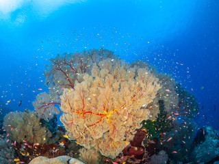 Plakat Korallen und Fische Süd Ost Asiens