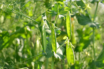 Fototapeta premium Pods of green peas on a green blurred background.