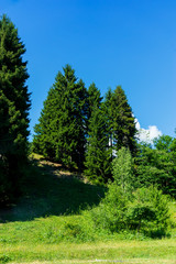 Black Sea turkey and green pine trees forest landscape with blue cloudy sky