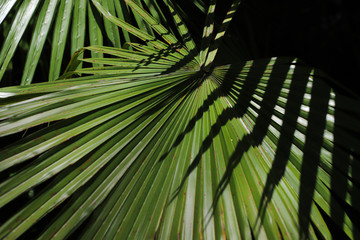 green leaves of palm trees illuminated by sunlight, the shadow of other leaves falls