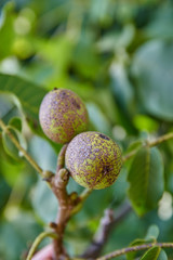 Walnuts on the branch