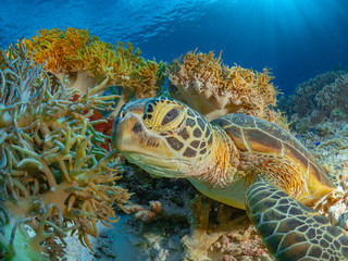 Schildkröte Süd Ost Asien
