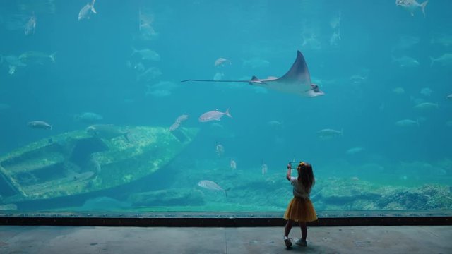 little girl taking photo of stingray in aquarium using smartphone photographing fish swimming with marine animals in tank child learning about sea life in aquatic habitat having fun in oceanarium