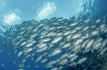 Fototapeta na wymiar Fische und Korallen Christmas Island