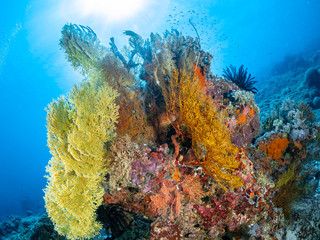 Korallen und Fische aus Christmas Island