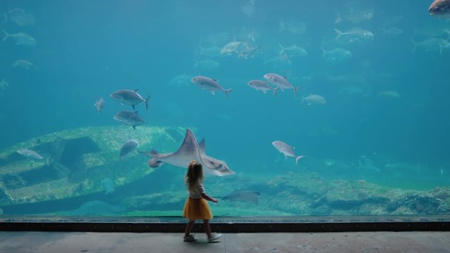 little girl in aquarium looking at stingray swimming in tank curious child watching marine animals in oceanarium having fun learning about sea life in aquatic habitat