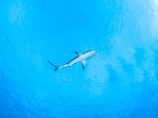 Big Fish at the tubbataha reef in the philippines