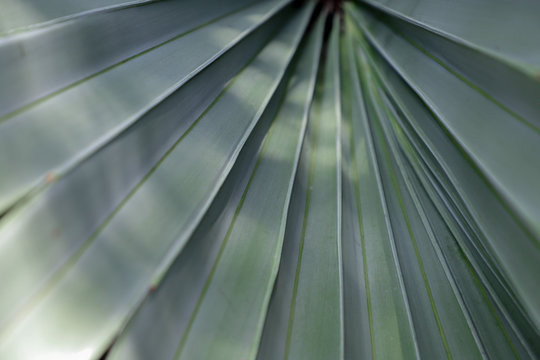 abstract green background. Closeup of palm leaf.  Brahea three. Wallpaper nuture.
