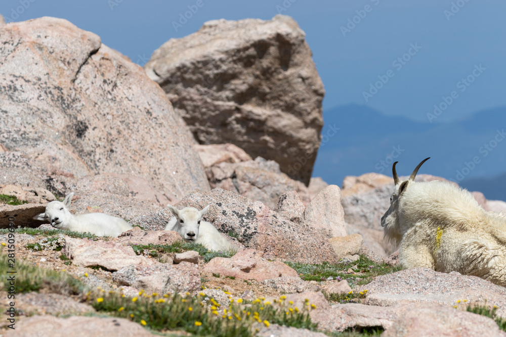 Sticker Mountain Goat Nanny and Cute Kid