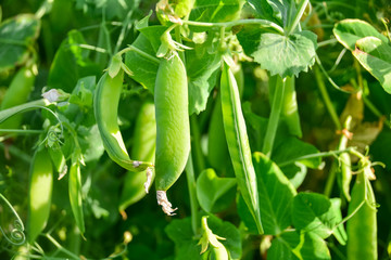 Fototapeta premium Pods of green peas on a green blurred background.