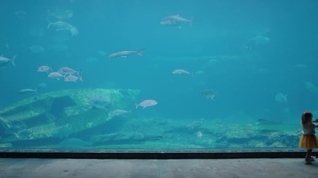 girl taking photo of fish in aquarium using smartphone photographing marine animals swimming in tank learning about sea life in aquatic habitat having fun in oceanarium