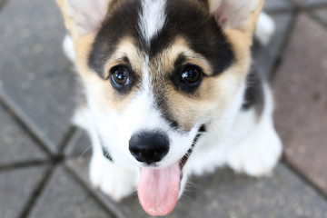 3 month old welsh corgi puppy boy